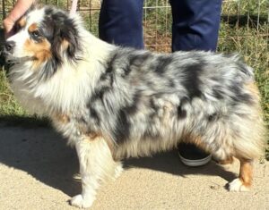 mini aussie male hook