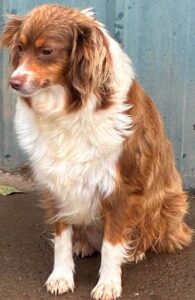 toy miniature australian shepherd